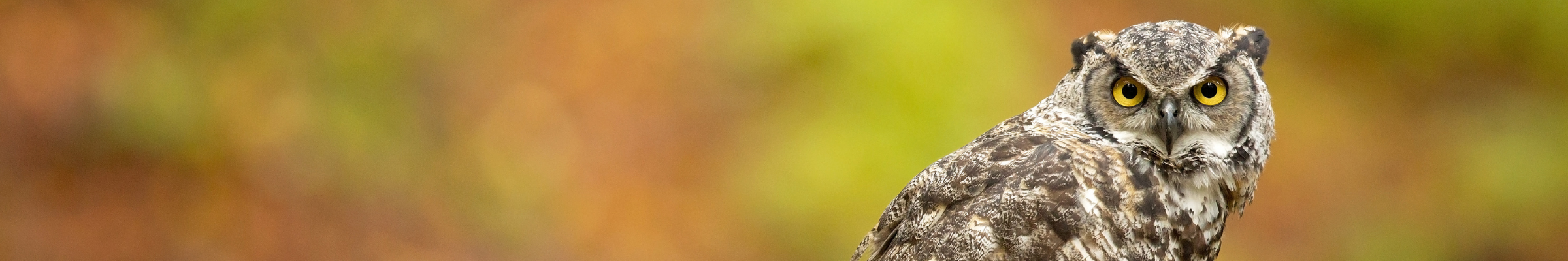 a mottled brown great horned owl with large bright yellow eyes stares directly into the camera.